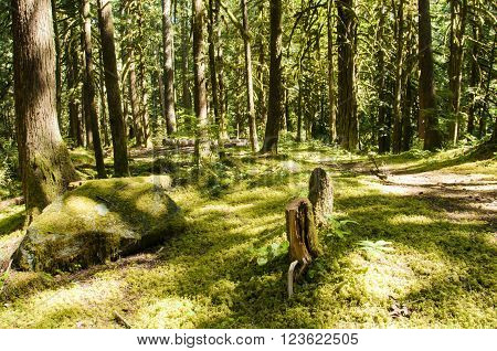 Deep forest with path, trees, sun, green
** Note: Soft Focus at 100%, best at smaller sizes
