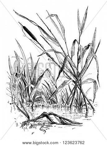 Reed, vintage engraved illustration. Magasin Pittoresque 1873.