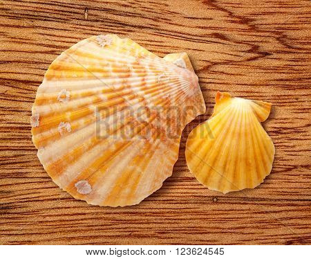 Two seashells on wooden background in closeup