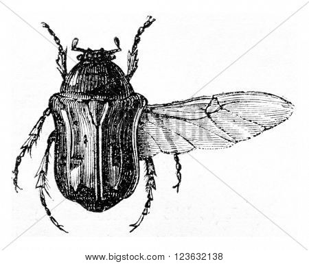 Cetonia golden, vintage engraved illustration. Magasin Pittoresque 1870.