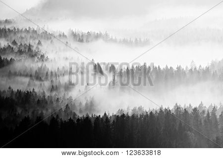 Famous spring weather  in nauture  within inversion. Treetops increased from creamy fog.Black and white photo
** Note: Soft Focus at 100%, best at smaller sizes