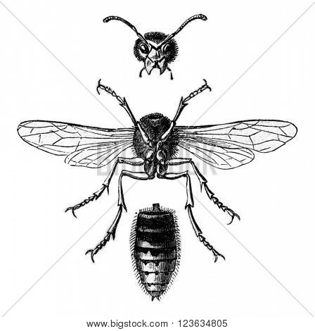 Wasp Hornet view below and divided into three parts, vintage engraved illustration. Magasin Pittoresque 1870.