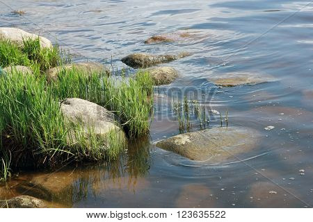 green grass (vegetation) and grey stones on the river bank of Volga at june