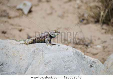 Colorful Mojave Desert Iguana resting on a rock in front of a sandy background
