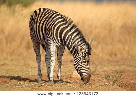 A plains (Burchells) Zebra (Equus burchelli) in natural habitat, South Africa