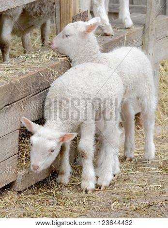 Two beautiful newborn white lamb looking out from a sheepfolds