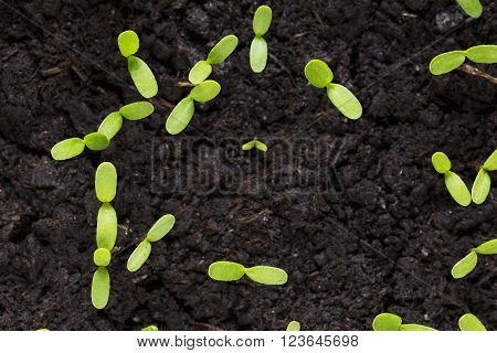 the cotyledons leaves on a young plants