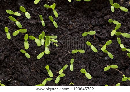 the cotyledons leaves on a young plants