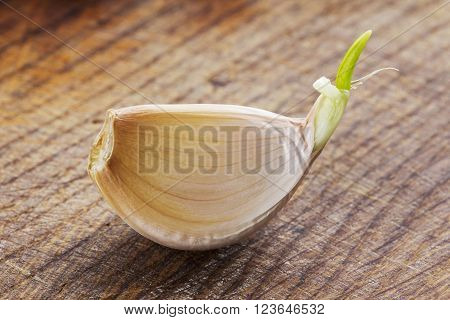 sprouting garlic clove on a wooden table