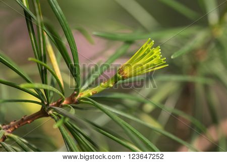 coniferous tree branch close up (Sciadopitys verticillata)
** Note: Soft Focus at 100%, best at smaller sizes