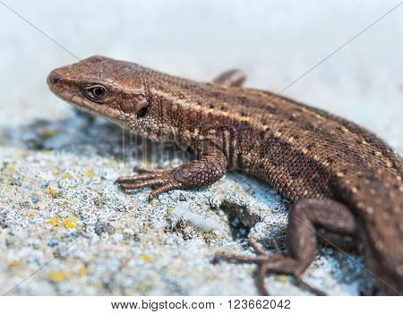 Common lizard is heated on gray stone