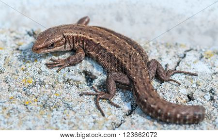 Common lizard on an gray stone without a tail