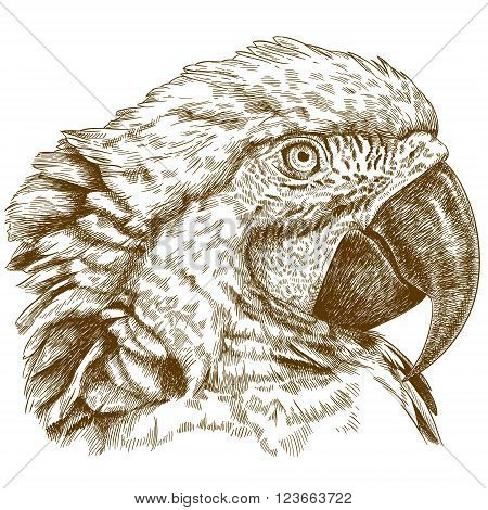 Vector antique engraving illustration of macaw head isolated on white background