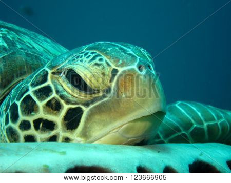 Resting Green Turtle