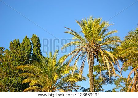 palm trees under a blue sky in Sardinia Italy