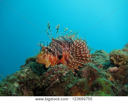 Red And Brown Lionfish