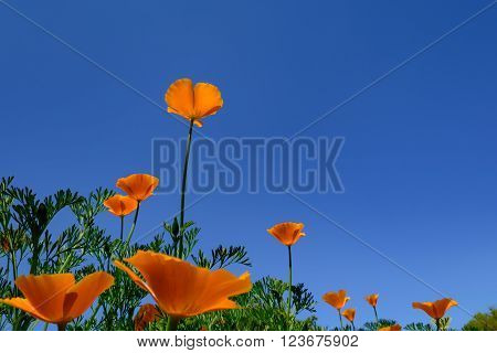 Orange California Poppy Flowers with Blue Sky Background Stand Up Stand Out Stand Tall