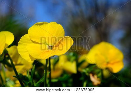 Yellow Pansy Flower Selective Focus on Foreground with flowers and sky in background
