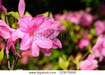 Pink Azalea Flower, Selective Focus on foreground, green and pink background