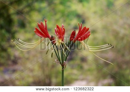 Red flower Hippeastrum johnsonii Bury in thailand