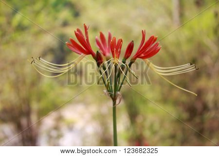 Beautiful flower Hippeastrum johnsonii Bury in thailand