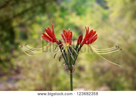 Red flower Hippeastrum johnsonii Bury in thailand