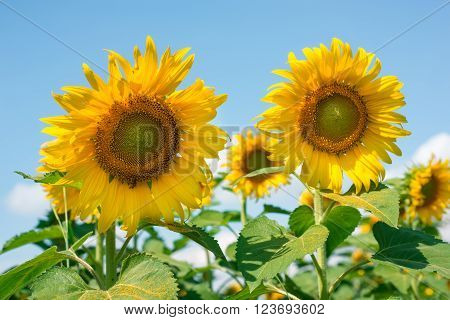 Sunflowers in a garden basking in the sunlight.