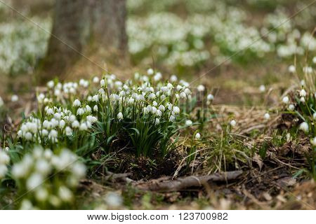 Early Spring Snowflake Flowers