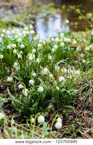 Early Spring Snowflake Flowers