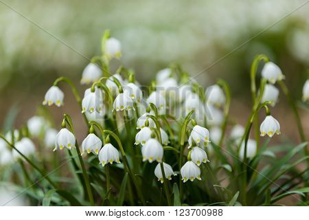 Early Spring Snowflake Flowers