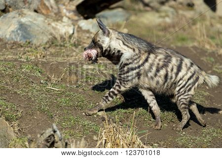 Striped Hyena (hyaena Hyaena)