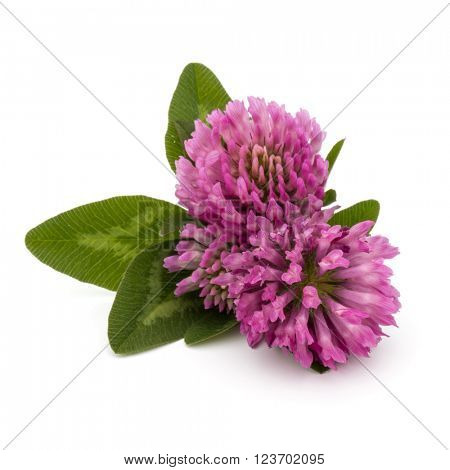 Clover or trefoil flower medicinal herbs isolated on white background cutout