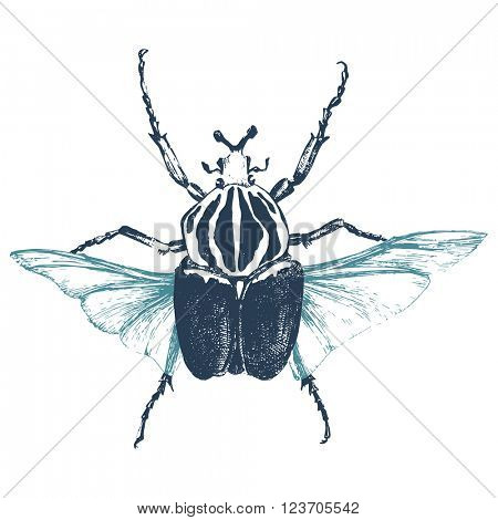 Hand drawn goliath beetle on white background