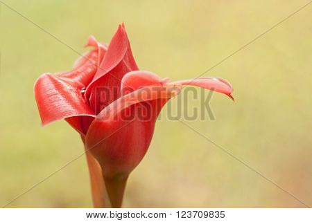 Red torch ginger flower bud, Etlingera elatior with copyspace
** Note: Shallow depth of field