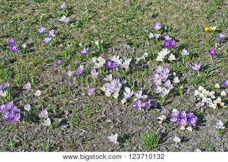 Flowerbed With Crocus
