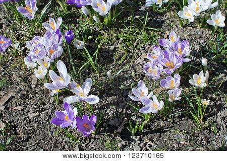 Flowerbed With Crocus