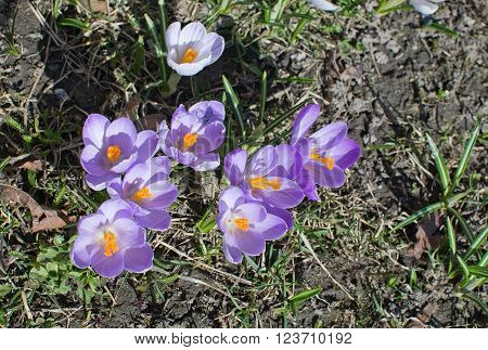 Flowerbed With Crocus
