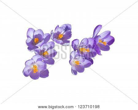 Purple crocus flowers with yellow petals isolated on white.