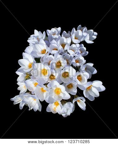 Flowerbed With Crocus