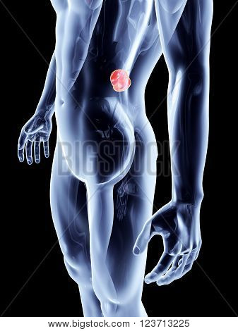 The Kidneys. A 3D rendered anatomical illustration.