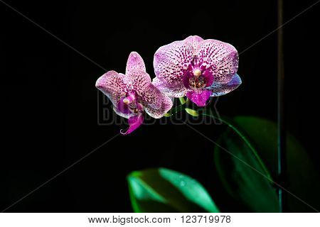 Orchid on a black background. background, flowers