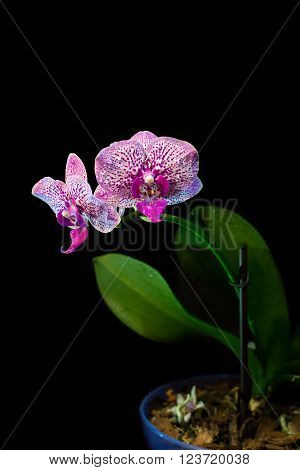 Orchid on a black background. background, flowers