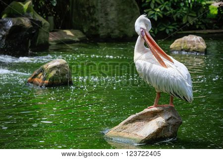 Graet White pelican, Pelicanus onocrotalus, KL Bird Park