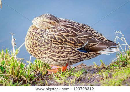 Female Mallard Duck