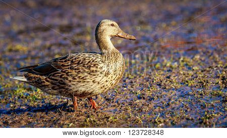Female Mallard Duck