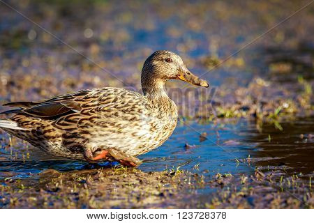 Female Mallard Duck