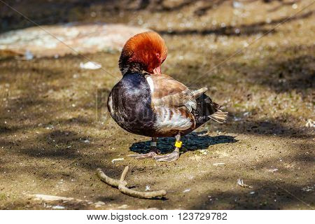Male Red-Crested Pochard stands on the ground.