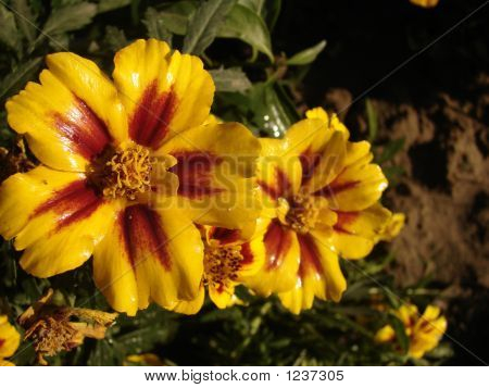 Gelbe Blüten