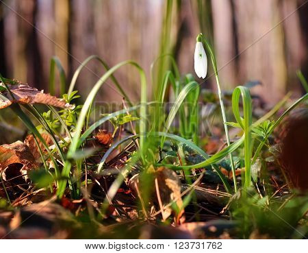 Spring flowers in the forest , on the morning rasvete