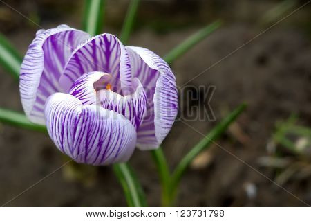 Spring flowers in the forest , on the morning rasvete